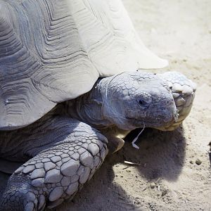 Centrochelys sulcata (Feb 27th, 2019)