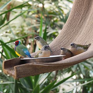 Adult and juvenile Gouldian finches (Erythrura gouldiae) on hanging feeder (Feb 27th, 2019)