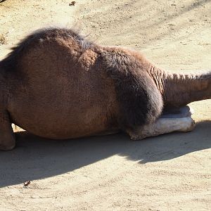Dromedary camel (Camelus dromedarius), Feb 27th, 2019