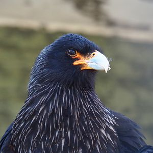Striated caracara (Phalcoboenus australis), Feb 27th, 2019
