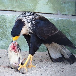 Southern crested caracara (Caracara plancus) tearing into a rat (Feb 27th, 2019)