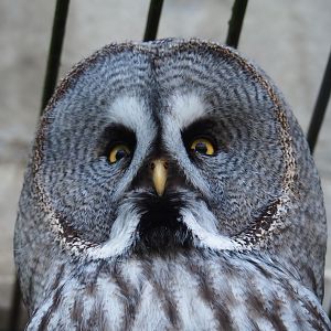 Eurasian great grey owl (Strix nebulosa lapponica), Feb 27th, 2019