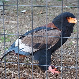 Bateleur (Terathopius ecaudatus), Feb 27th, 2019