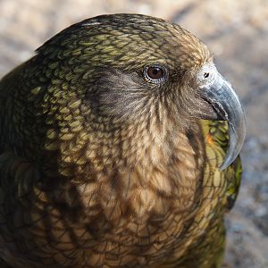 Kea (Nestor notabilis), Feb 27th, 2019