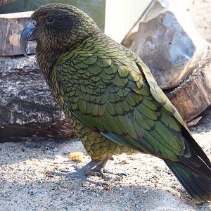 Kea (Nestor notabilis), Feb 27th, 2019
