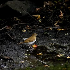 Veery, Catharus fuscescens fuscescens
