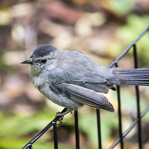 Grey catbird, Dumetella carolinensis