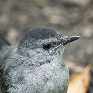 Grey catbird, Dumetella carolinensis