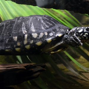 Black spotted turtle