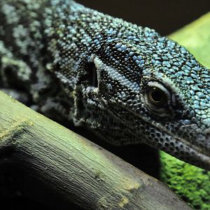 Blue tree monitor