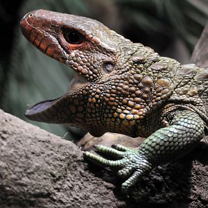 Caiman Lizard