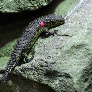 Gidgee spiny tailed skink