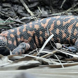 Gila monster