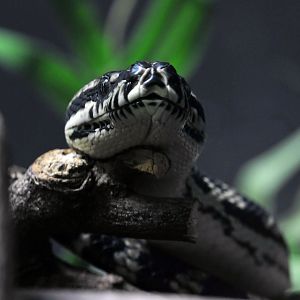 Jungle carpet python