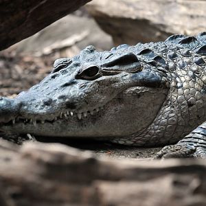 Philippine crocodile