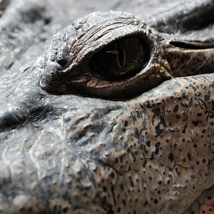 Philippine crocodile