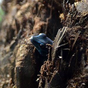 Torquoise dwarf gecko