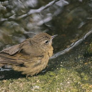 Siberian thrush, Zoothera sibirica