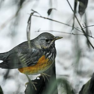 Grey-backed thrush, Turdus hortulorum