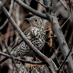 Mistle thrush, Turdus viscivorus
