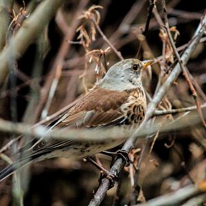 Fieldfare, Turdus pilaris