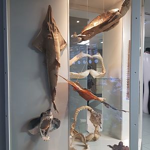 Sea-creature display