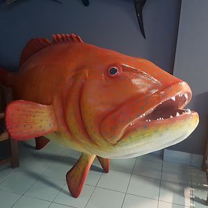 Fake Coral grouper