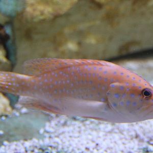 Real Coral grouper - Cephalopholis miniatus