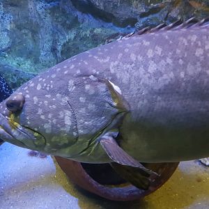 Grouper species