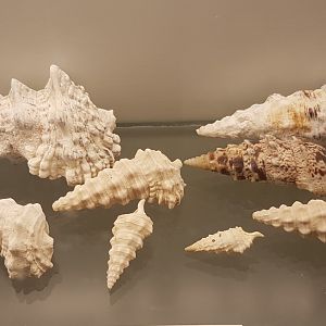 Cerithium nodulosum