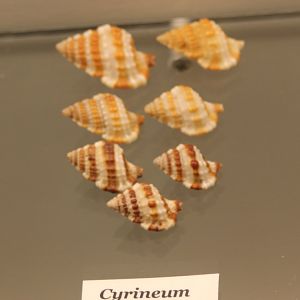 Gyrineum gyrinum