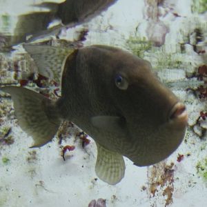 Triggerfish ID