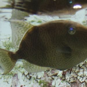 Triggerfish ID