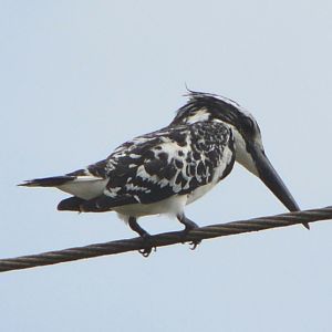 Pied kingfisher