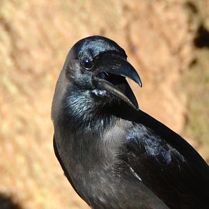 House crow