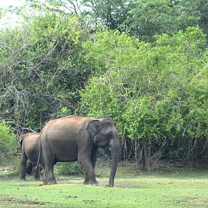 Wild Asian elephants