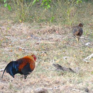 Sri Lankan junglefowl