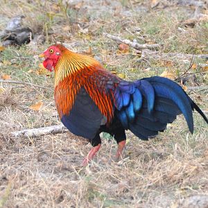 Sri Lankan junglefowl