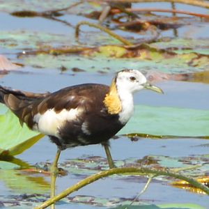 Pheasant-tailed jacana