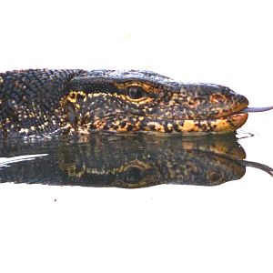 Water monitor