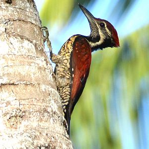 Greater fireback woodpecker