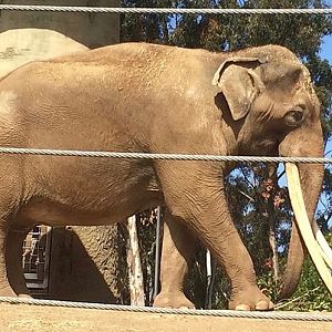 asian elephant bull 2016