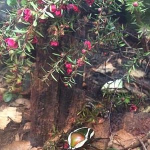 can somebody identify