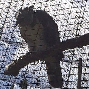 harpy eagle 2016