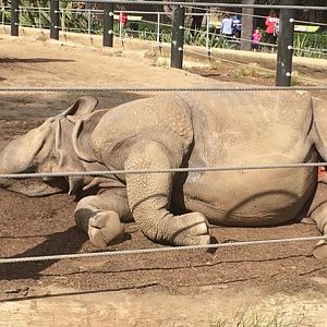 one horned rhino 2016