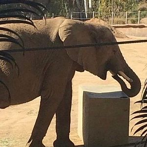 African elephant 2016