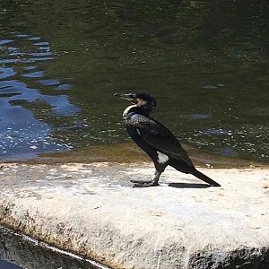 can somebody identify