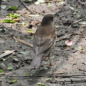 Turdus eunomus/ Dusky thrush at Shanghai Zoo