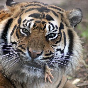 Guess thats what you call putting your foot in it