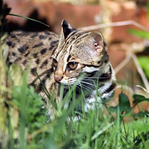 Indochinese Leopard Cat